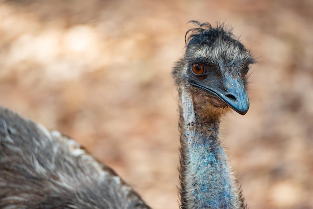 アフリカのダチョウが立って動物園を散歩し、枯れた葉や乾燥した葉が自然に地球に落ちた