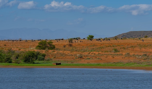 Foto struzzi africani in una fattoria di struzzi nel paesaggio semi-desertoso di oudtshoorn, in sudafrica