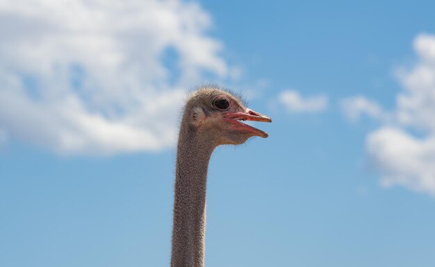 Photo african ostriches at an ostrich farm in the semi desert landscape of oudtshoorn south africa