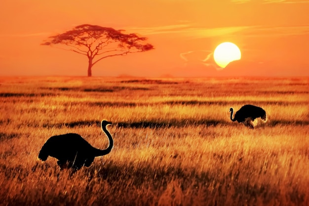 African ostriches in savannah at sunrise background Back light