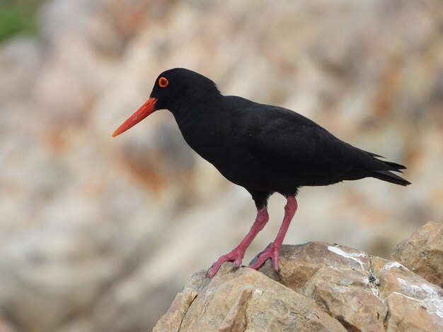 African Oystercatcher