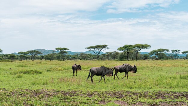 African panorama in serengeti national park