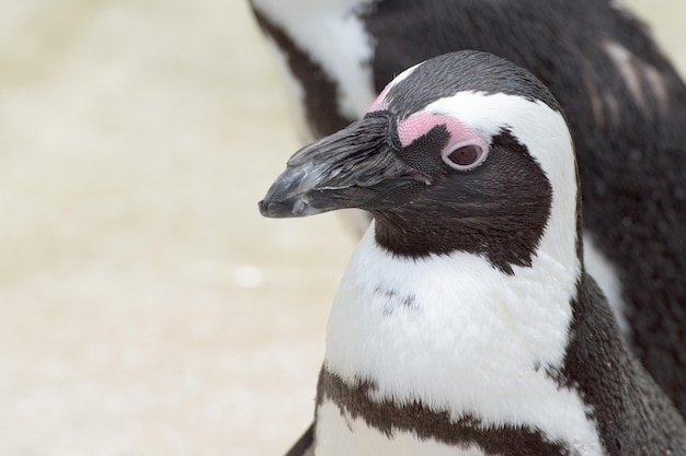 アフリカ ペンギンのクローズ アップの肖像画