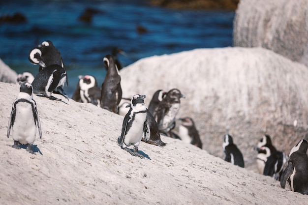 Colonia africana del pinguino alla spiaggia dei massi, sudafrica