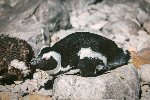 Foto pinguino africano che si rilassa sulla roccia nel sudafrica