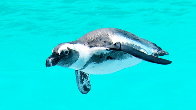 African penguin spheniscus demersus at the metro toronto zoo