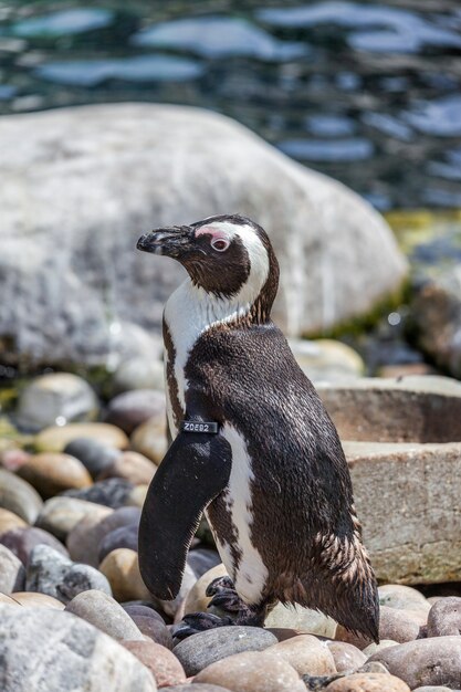 アフリカペンギンSpheniscusdemersus