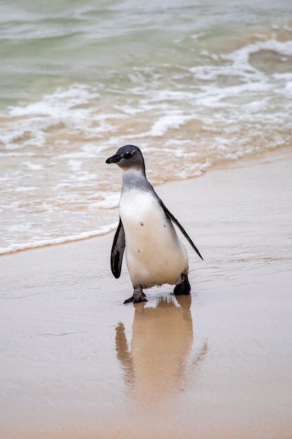 アフリカのペンギンが砂浜で海から歩き出す