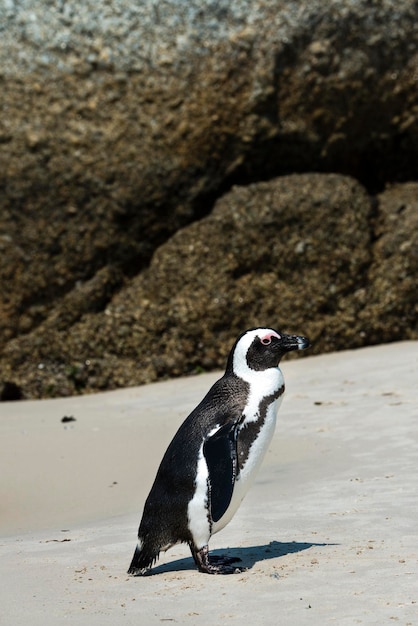 ボルダーズビーチのアフリカペンギン