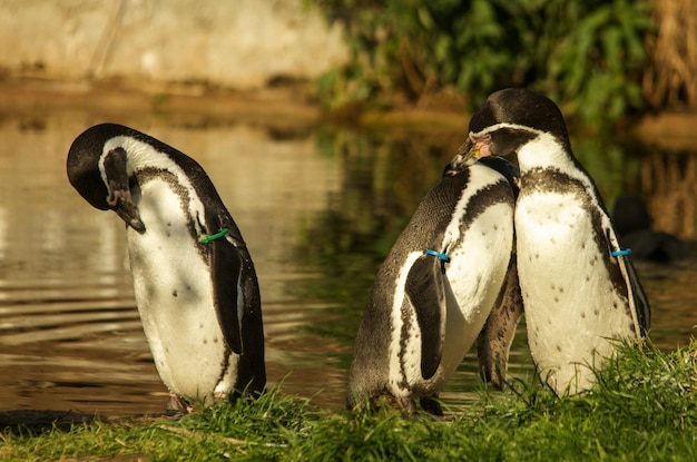 アフリカのペンギンが動物園の湖岸で美容をしている