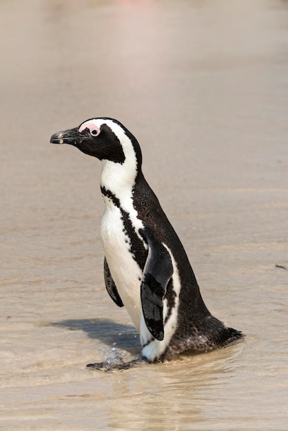 サイモンズタウン南アフリカのアフリカペンギン