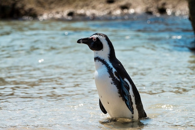 サイモンズタウン南アフリカのアフリカペンギン