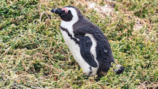 写真 アフリカのペンギン