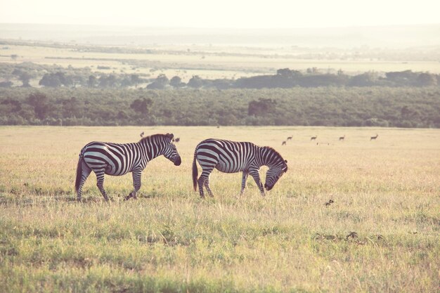 Zebre delle pianure africane sulle praterie secche della savana marrone che passano in rassegna e pascolano.