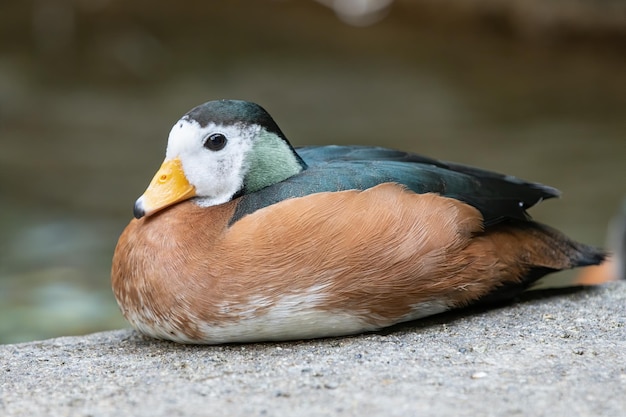 写真 アフリカのピグミーガチョウが座っている間に頭を撃たれる