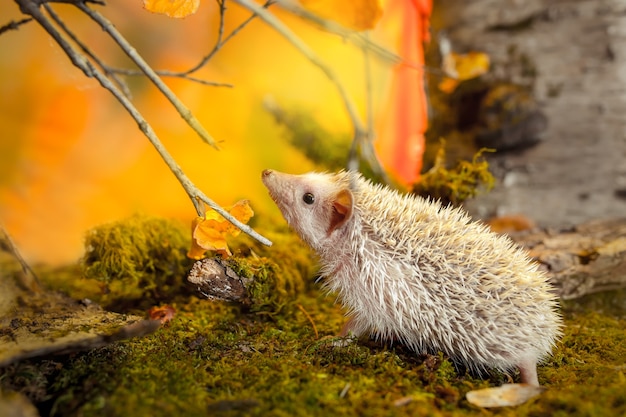 African pygmy hedgehog on green moss. Autumn