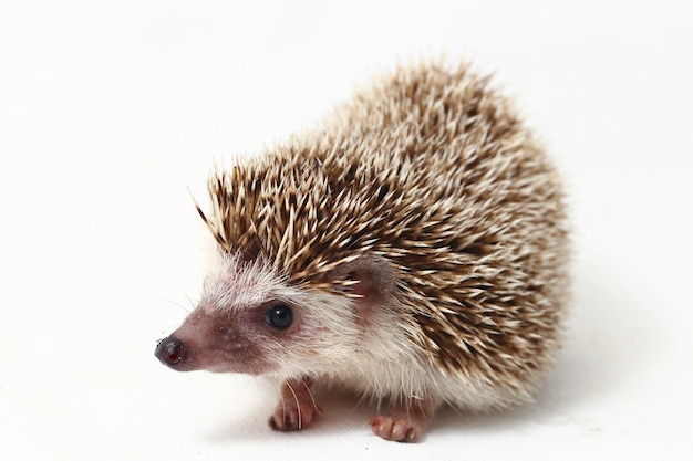 African pygmy hedgehog isolated on white background