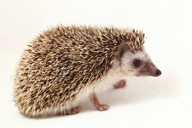 African pygmy hedgehog isolated on white background