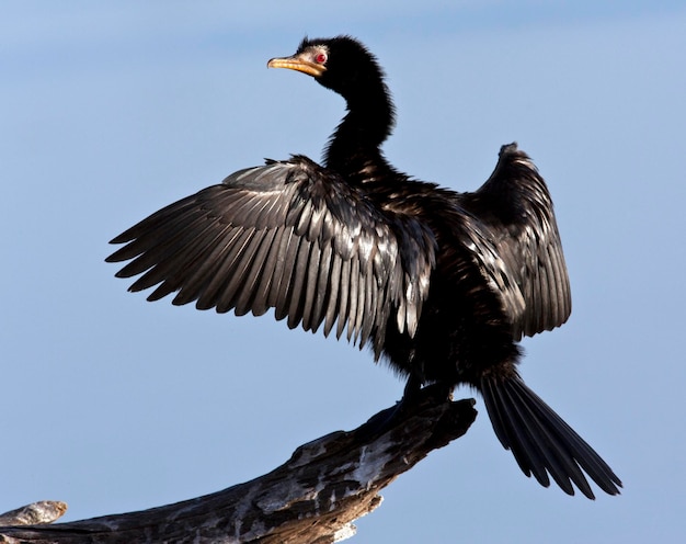 African Reed Cormorant Botswana