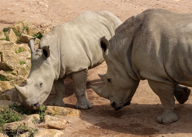 アフリカのサイ 公園のサイの家族 角を持つ大きな動物の哺乳類 野生動物 自然と動物園