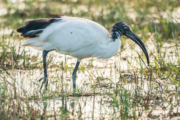 Африканский священный ибис (Threskiornis aethiopicus) сбежал из зоопарка Франции в природном парке болот Ампурдан, Жирона, Каталония, Испания.