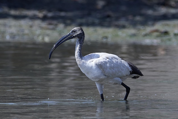 African sacred ibis Threskiornis aethiopicus