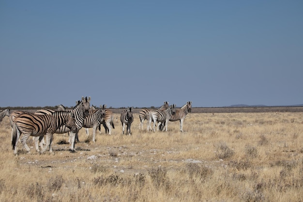 African safari group of African zebras