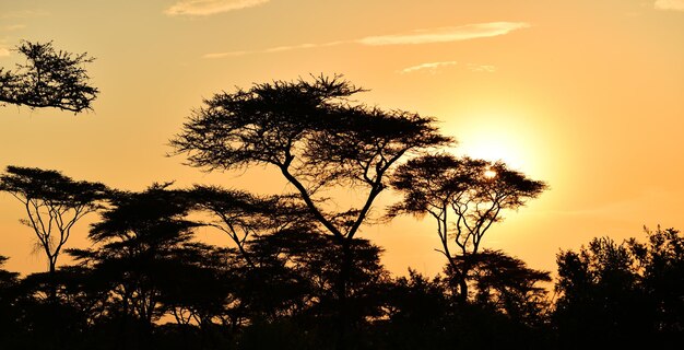 Photo african safari sunrise landscape