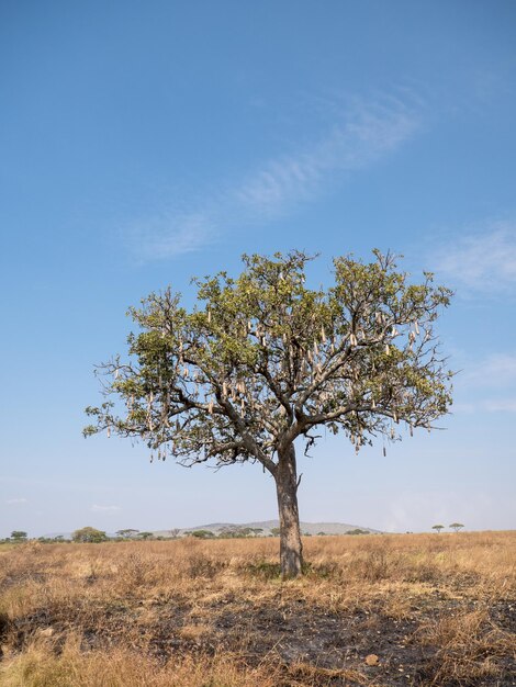 アフリカのソーセージの木 African Kigelia