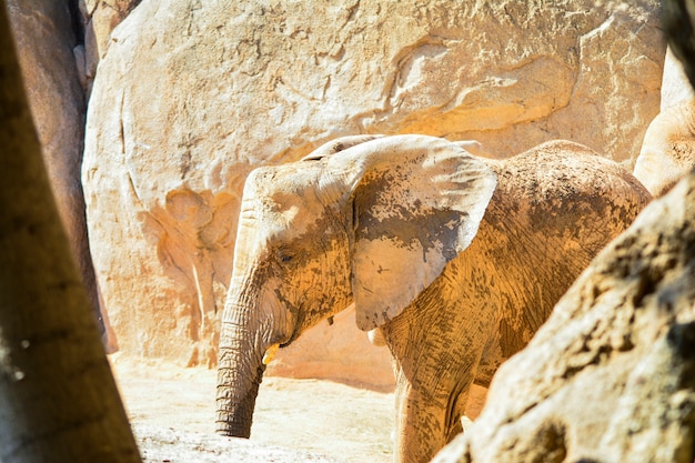 Foto elefante africano della savana loxodonta africana