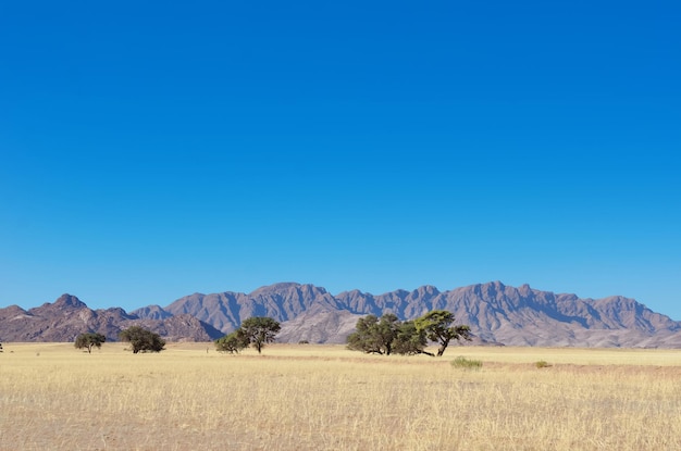 Photo african savanna landscape savannah wild grassland with mountains on background namibia