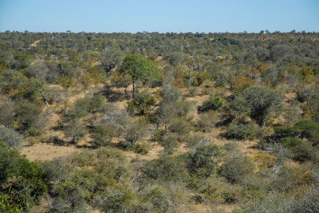 African savannah landscape Kruger National Park South Africa