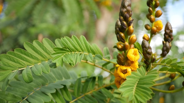 カリフォルニアのアフリカのセナ燭台の花。植物の黄色い花、春の庭の植物