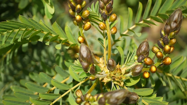 Fiore africano della senna, flora della california usa. fioritura gialla nel giardino primaverile. pianta del candeliere