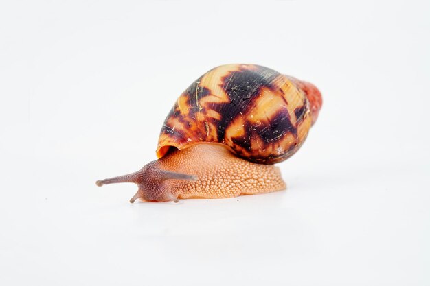 Photo african snail archachatina egregia isolated on white