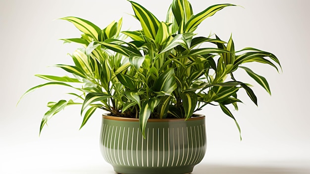 African Spear Plant on a pot on white background