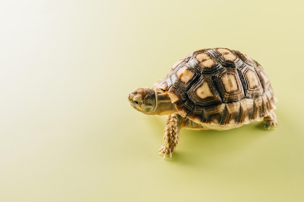 African spurred Sulcata tortoise walking