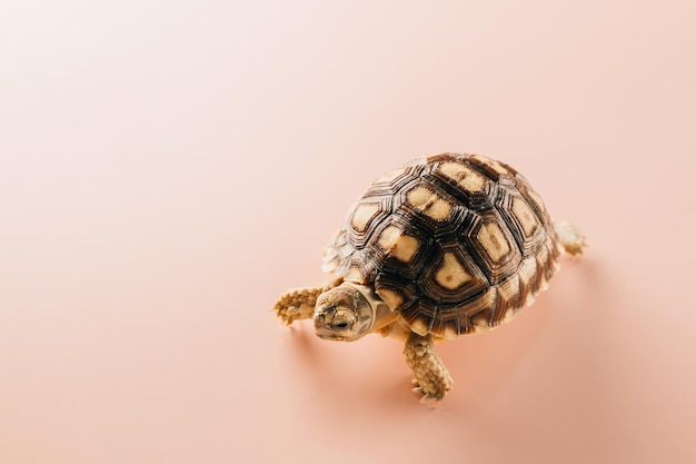 African spurred Sulcata tortoise walking