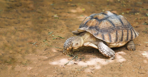 African spurred tortoise - Close up turtle walking