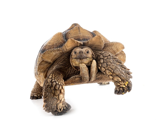 African spurred tortoise in front of white background