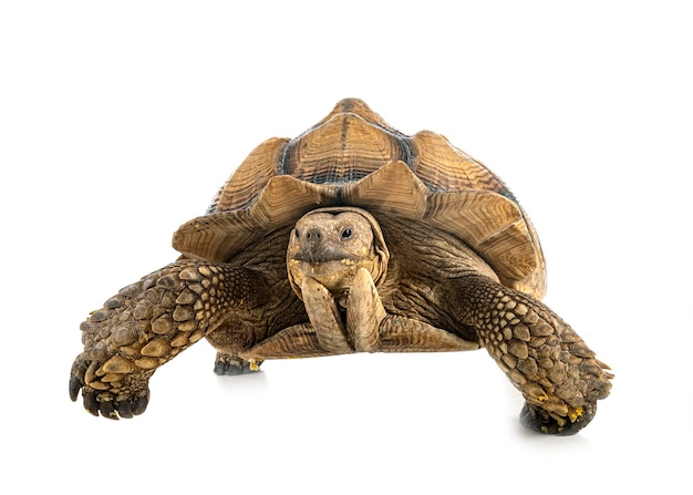 African spurred tortoise in front of white background