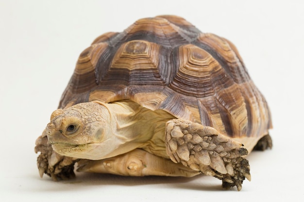 아프리카 박차 거북이 Geochelone sulcata 흰색 배경에 고립