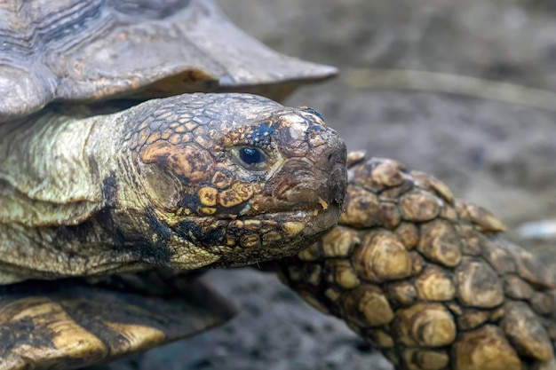 African Spurred Tortoise (Geochelone sulcata) Sulcata Tortoise