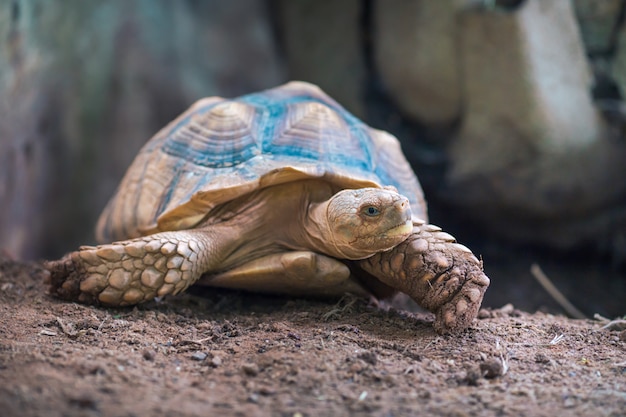 アフリカの拍車亀（Geochelone sulcata）