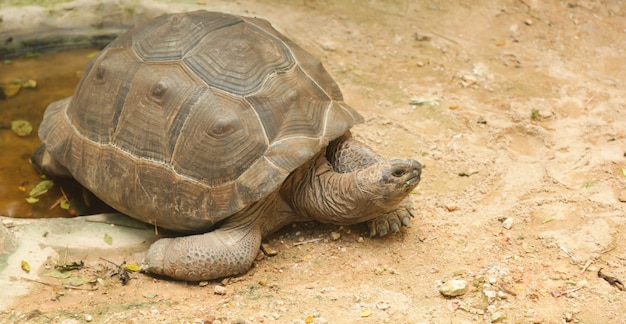 African spurred tortoise (sulcata tortoise) inhabits southern edge of the Sahara desert, i