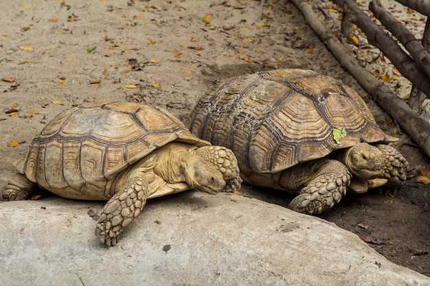 African spurred tortoise in the water