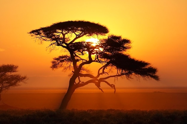 African Sunrise