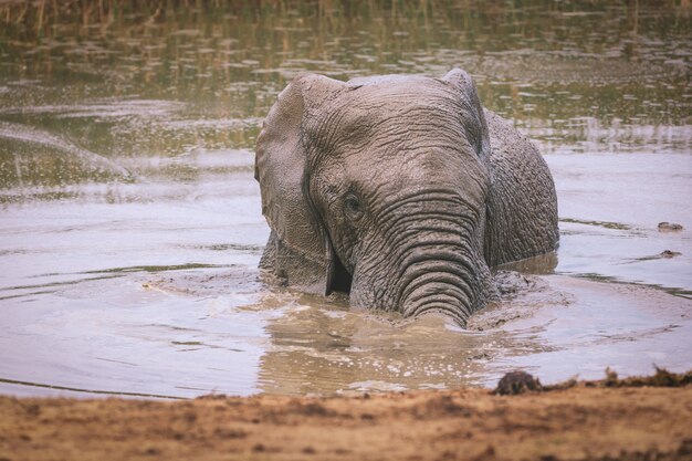 African swimming and washing himself in Addo national park, South Africa