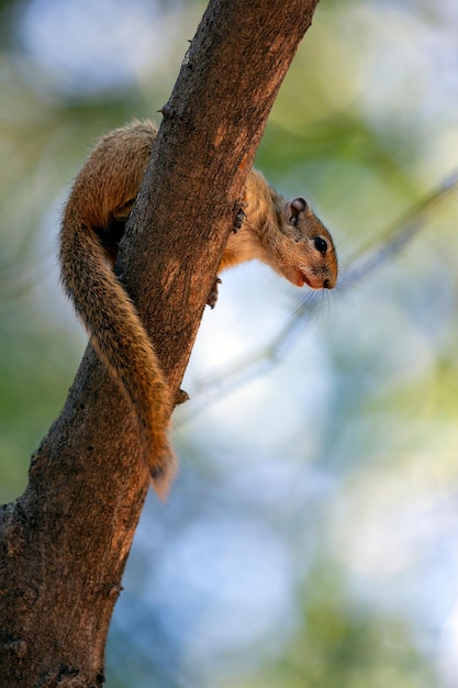 Photo african tree squirrel okavango delta botswana