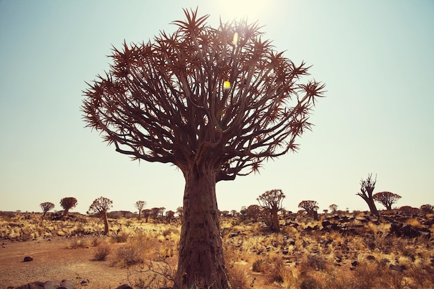 African tree